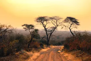 Acacia Road Trip