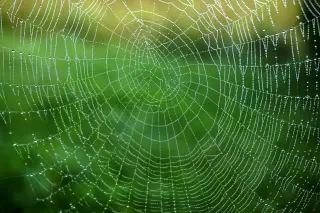 Dew Drops on Spiderweb