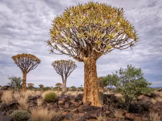 Quiver Trees