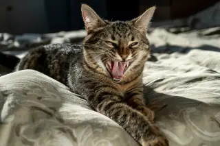 Bedtime Tiger Roar