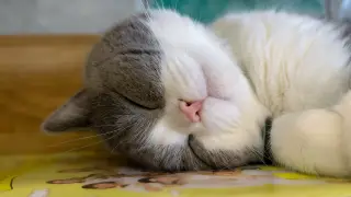 Cat Nap Champion