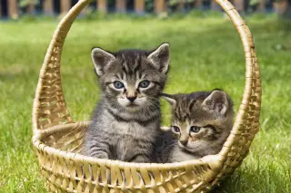Basket Case Kittens