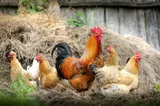 The Hen Family