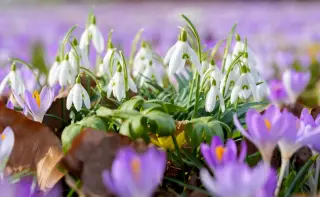 Spring Flowers Close-Up