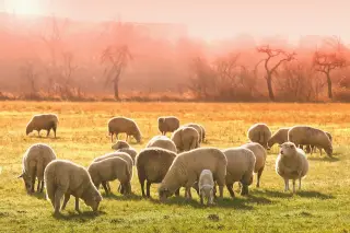 Sheeps