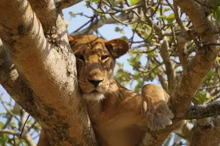 Lion`s High Perch