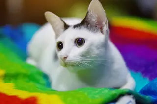 Cat on Rainbow Tie-Dye
