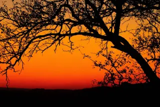 Sunset`s Branch Network