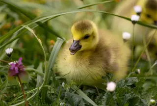 Duckling