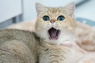 Cat's Cosmic Yawn