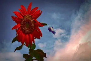 The flower and the bee