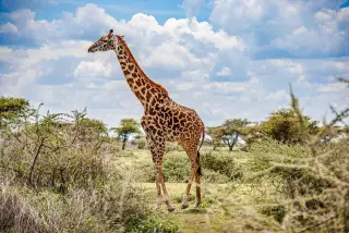 Savanna Periscope Stand