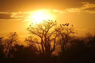 Sunset Bird Assembly