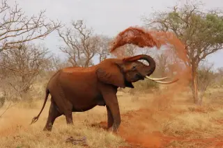 Savanna Red Dust Shower