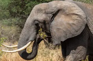 Tusks of the Treetop Salad