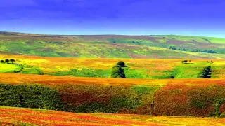 Autumn Colours