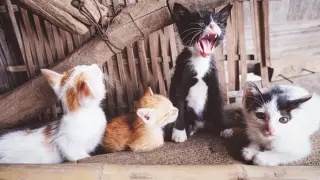 Kitten Convention Yawn