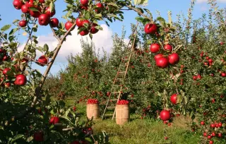 Apples Harvest