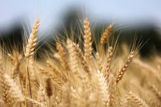 Golden Harvest