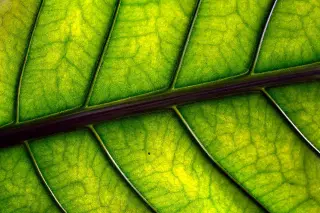 Green Leaf Veins Close-Up