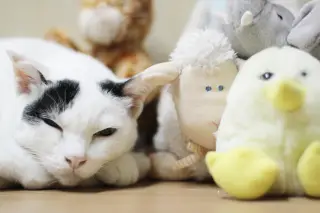 Cat Among Plushies