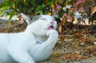 Paw-lick Pink Perfection