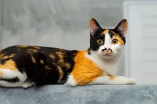 Patchwork Cat Pondering