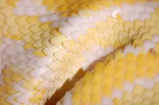 Yellow and White Snake Scales