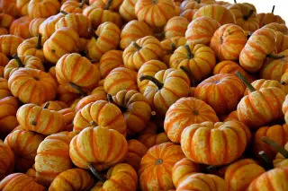 Pumpkins Everywhere
