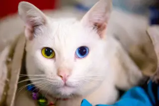 Odd-Eyed Ponderer
