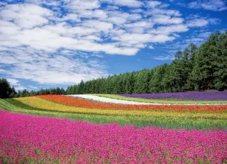 Colorful Striped Flower Field