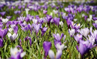 Purple Flower Meadow
