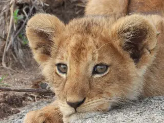 Cute Lion Cub