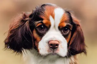 Velvet Ear Investigator