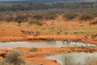 Stripes at the Watering Hole